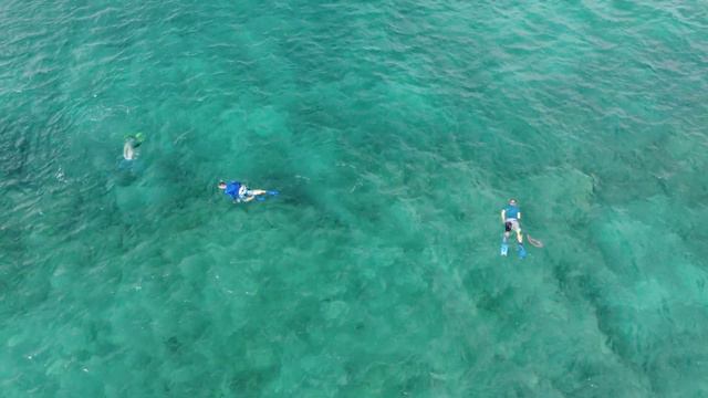 Pompano snorkeling p5 смотреть онлайн