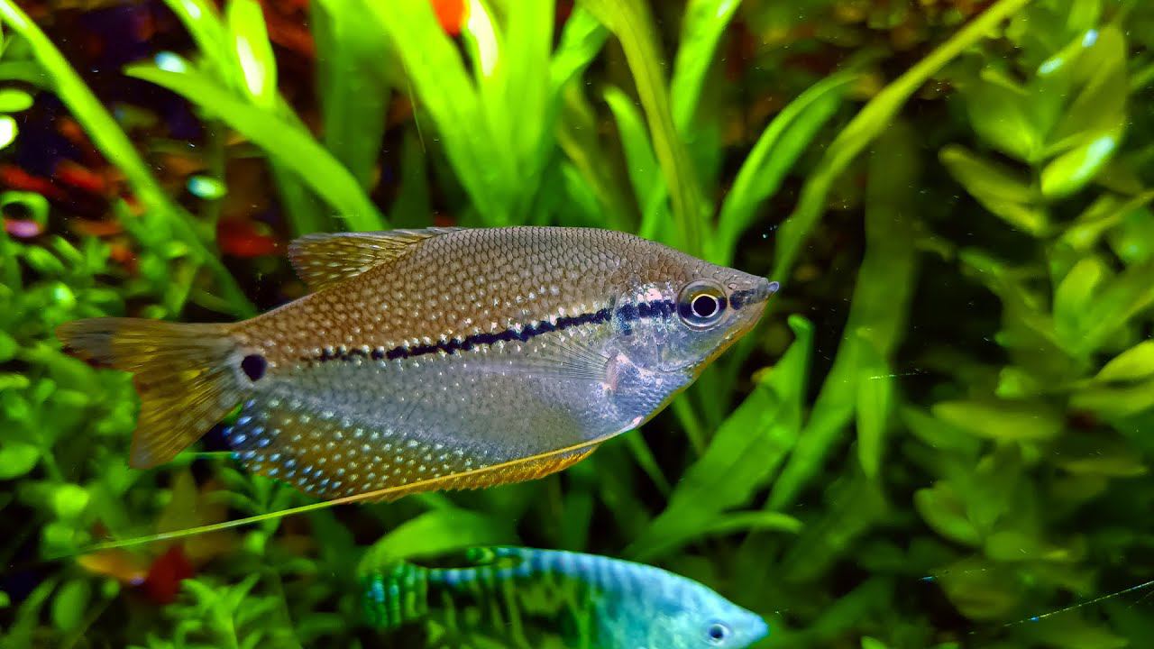 Красивые аквариумы 4К Обзор аквариумов травников и не только! смотреть онлайн