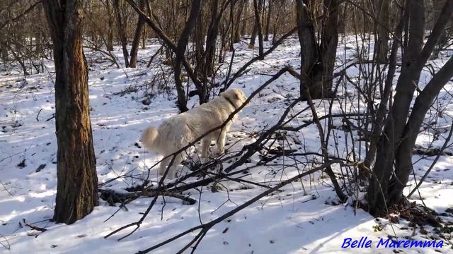 Маремма в зимнем лесу.Maremma in winter forest. смотреть онлайн