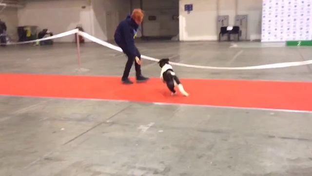 Амон первые шаги в ринге Хендлер Анастасия Дегтярева смотреть онлайн