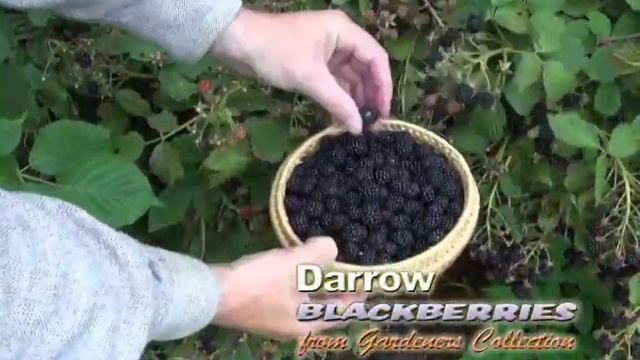 Darrow Blackberries