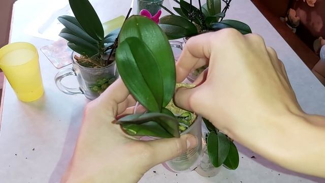 Сажаю мини орхидей в МОХ /поливаю новые орхидеи препаратам Formulex смотреть онлайн