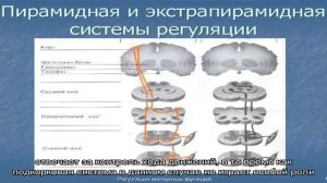 Анатомия — экстрапирамидная двигательная система головного мозга: строение и функции