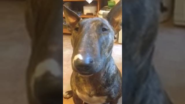 Говорящая буличка смотреть онлайн