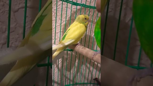 Милка заболела. лечение сделали ждём результата.дал гречку.