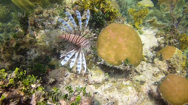 Emotional Nature Speaking Coral Reef Freedive