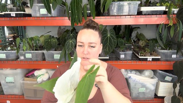 Tropicals plants HAUL & Chatty Q+A unboxing Space hijau plants смотреть онлайн