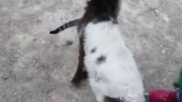 Козлик и котенок пьют молоко смотреть онлайн