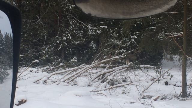 Лоси из кабины вольво когда ехал в рейс.Пермский край. смотреть онлайн