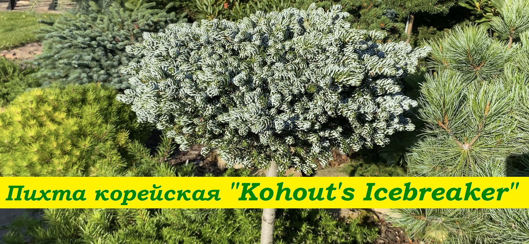 Пихта корейская "Когоутс Айсбрейкер" Abies koreana "Kohout's Icebreaker" смотреть онлайн