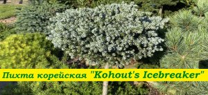 Пихта корейская "Когоутс Айсбрейкер" Abies koreana "Kohout's Icebreaker"