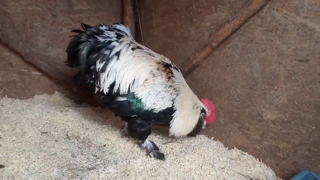 Фавероль лосось новый Петя 2021 смотреть онлайн