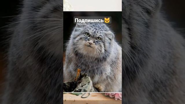 Какие разные кошки?Порода манул? смотреть онлайн