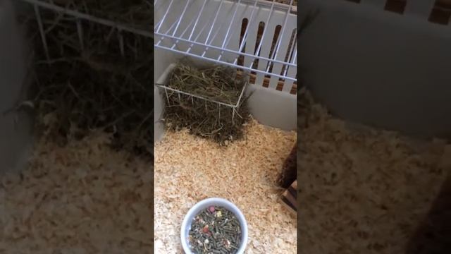 Морская свинка. Порода: скинни. смотреть онлайн