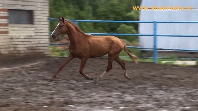 Haya Shael (Tsair - Haghit), akhalteke horse. sale. ахалтекинская лошадь, продажа. смотреть онлайн