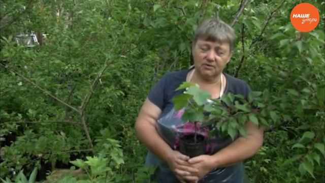 Высаживаем виноград смотреть онлайн