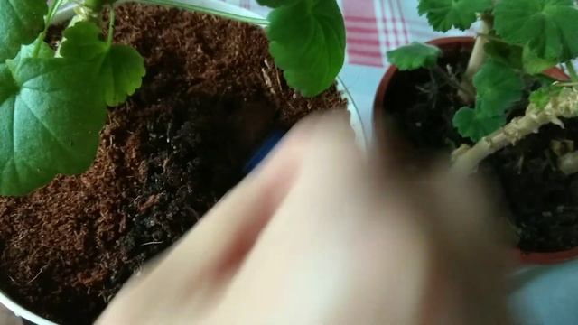 ПЕЛАРГОНИЯ (Герань) НЕ ЖАЛЕЙТЕ свои растения смотреть онлайн