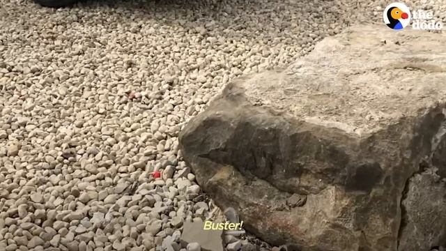 Stray Cat Decides To Work At A Car Shop And Greet Every Customer | The Dodo смотреть онлайн