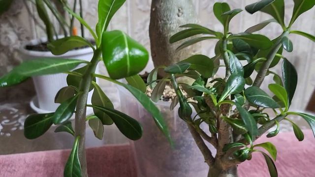 Обзор цветов по просьбам зрителей канала. 20.03.2023. смотреть онлайн