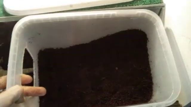 Первая кладка яиц в 2019 году. Бородатая агама