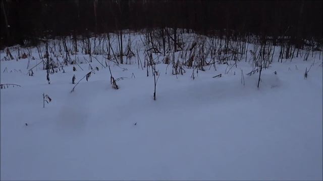 Охота на зайца 3 01 2020г смотреть онлайн