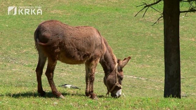 Nacionalni park Krka | Krka National Park смотреть онлайн