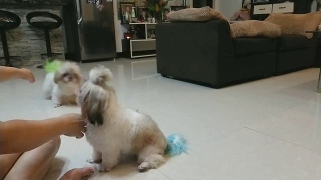 SOLUSYON SA MAAMOY NA ASO || EFFECTIVE ITO || SHIH TZU FAM смотреть онлайн