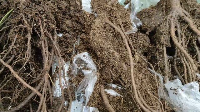 РОЗЫ ИЗ нового ПИТОМНИКА ROZA - KUBAN. РАСПАКОВКА ПОСЫЛКИ. #розы #цветы #заказ #осень #саженцы #сад