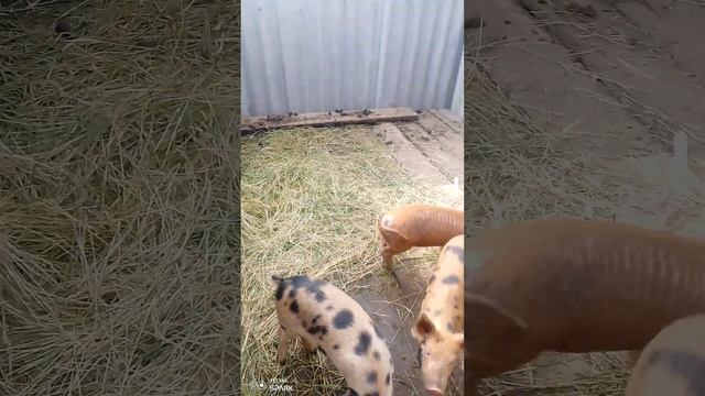 Новый проект#загон для свиней#дешевый сарай#летний выгул для свиней смотреть онлайн