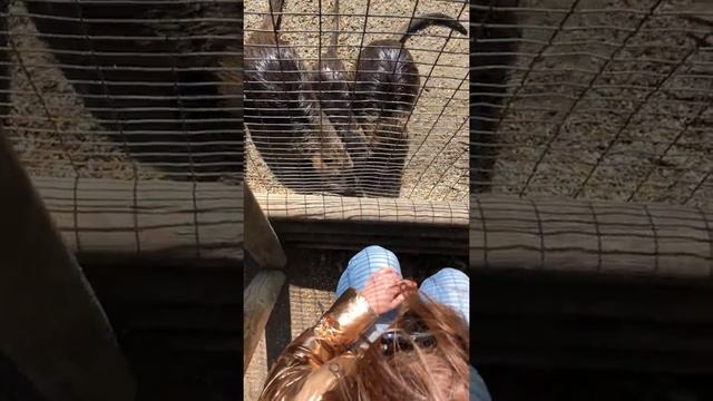 Кормим бобров смотреть онлайн