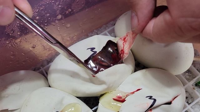 Clutch cutting #3....are our ball python odds good??? смотреть онлайн