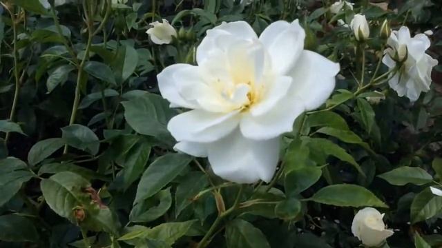 Rose Schneewittchen (Шнеевитхен Роза) смотреть онлайн