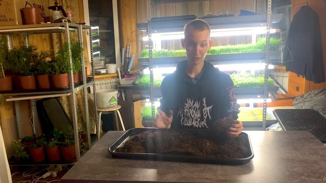 Как сажать микрозелень на кокосовый субстрат?! Подготовка субстрата к посеву! смотреть онлайн