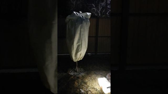 Надвигаются морозы пальмы без укрытия смотреть онлайн