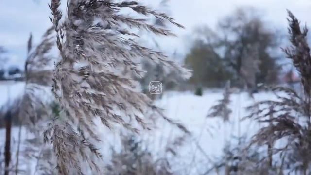 Завывающий Снежный Шторм и Снегопад у Ледяного Леса. АСМР звуки зимней непогоды смотреть онлайн