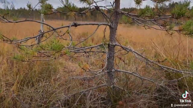 Все просто- клюква.?