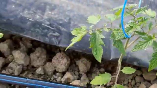 Первая неделя после посадки.Томат Пинк Парадайс! часть 2. смотреть онлайн