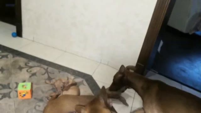 Веселый хвост. Cheerful tail. смотреть онлайн