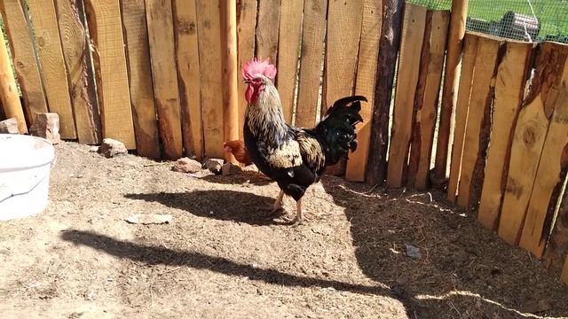 Петух Племенной Доминант смотреть онлайн