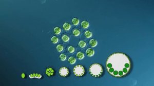 Предок всех многоклеточных организмов. Колониальная водоросль Гониум