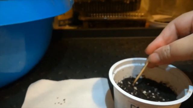 КАК ЖЕ МАЛО СЕМЯН В ПАКЕТЕ! ПОСЕВ ГАЦАНИИ смотреть онлайн