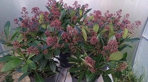 СКИМИЯ японская ,,Рубелла "