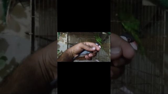 Finally Grey Java Mission Possible, humara Ghar grey java aye or Company ko 3000 Profit #2023 #reel смотреть онлайн