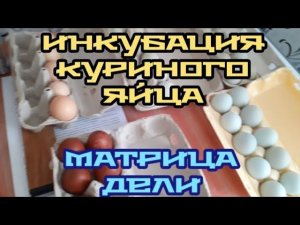 закладка яиц в инкубатор МАТРИЦА ДЕЛИ....