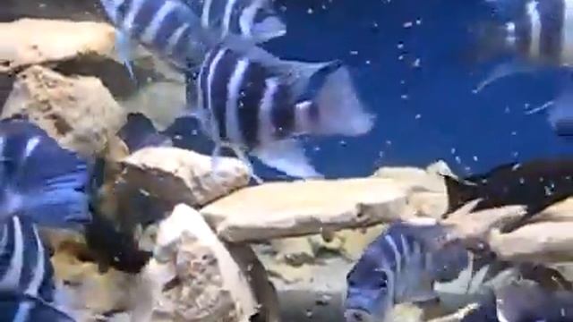 Цифотиляпия лобастая (Cyphotilapia frontosa [Boulenger, 1906]). смотреть онлайн