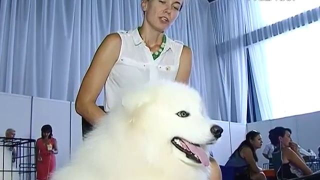 Лапы и хвост 07.08.2016. Волнистые попугаи смотреть онлайн