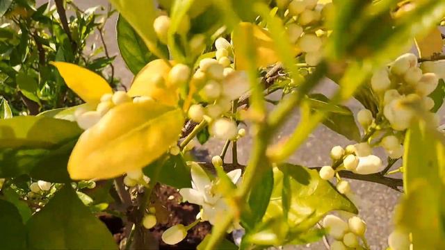 128 НЕБЫЛЬ,КАК ВОДА,А БЫЛЬ, КАК СМОЛА. смотреть онлайн