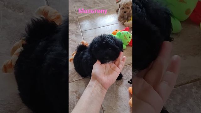 Черный эксклюзив мальтипу #тедди #щенок #собака #мальтипу #любимец #малыш #милота #игрушки смотреть онлайн