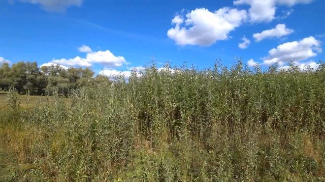 319. Горы Омской области. Село Серебряное. Самый полный обзор. Деревня Окунево. смотреть онлайн