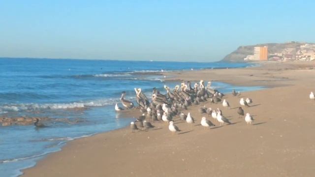 Las Conchas Bird Watching Rocky Point смотреть онлайн